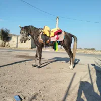 اسب|اسب و تجهیزات اسبسواری|زابل, |دیوار