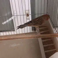 قناری یکسر|پرنده|مشکین‌دشت, |دیوار