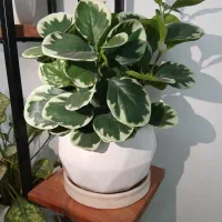 گیاه مصنوعی|گل مصنوعی|تهران, تهرانسر مرکزی|دیوار