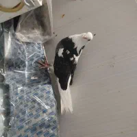 جفت  نر پرشی