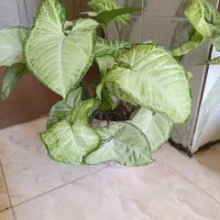 فروش گل