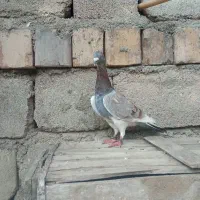 کبوتر|پرنده|آشخانه, |دیوار