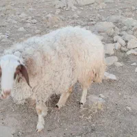 بره ومیش فروش