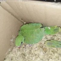 طوطی ملنگو  پرپوش