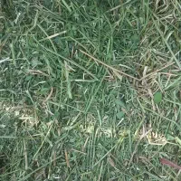 یونجه مخصوص خرگوش