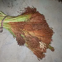 جارو ذرتی