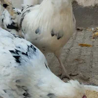 تخم مرغ نطفه دار گلین|حیوانات مزرعه|تویسرکان, |دیوار