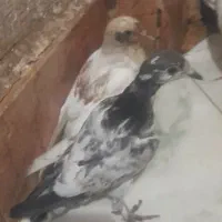 جوجه کفتر|پرنده|مشهد, کوی سیدی|دیوار
