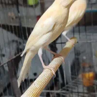 ۲تا قناری ۳ماهه قدار|پرنده|اردبیل, |دیوار