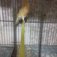 قناری ماده|پرنده|سلماس, |دیوار