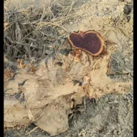 چوب کهور و ریشه کهور|صنایع دستی و سایر لوازم تزئینی|اهواز, کوروش|دیوار