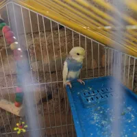 مرغ عشق ماده