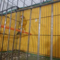 قناری تو سرخ اوپال به شرط جوجه دهی وخواندن بی وقفه|پرنده|قره چای, |دیوار