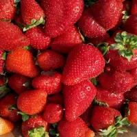 شریک و سرمایه برای بساط میوه|فعالیت داوطلبانه|مشهد, شهرک رازی (شهرک غرب)|دیوار