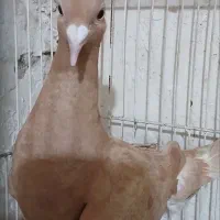 کبوتر زرد سرخ