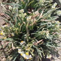 فروش فوری گل نرگس