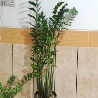 فروش گل زاموفیلیا