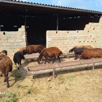 گوسفند