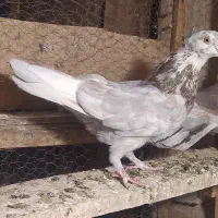 کفتر|پرنده|قم, مهدیه|دیوار