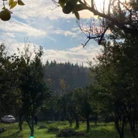 زمین نوشهر رویان ونوش دامنه زیبای عزت