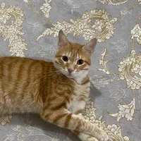 گربه dsh نر