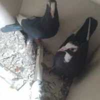 کفتر|پرنده|زرند, |دیوار