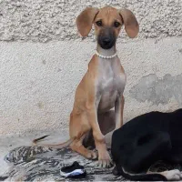 واگذاری تازی سالوکی و کوسه