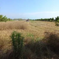 اجاره زمین خوب برای توت فرنگی