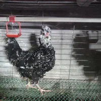 مرغ گلین و تخم مرغ نطفه دار