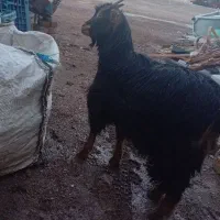 بزغاله|حیوانات مزرعه|زاویه, |دیوار