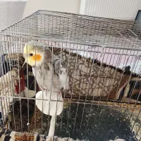 عروس هلندی سخنگو|پرنده|رباط‌کریم, الارد|دیوار