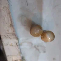 مهره قدیمی|کلکسیون اشیاء عتیقه|امیدیه, |دیوار