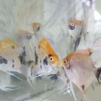 ماهی آکواریوم