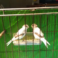 سهره سینه سرخ کهنه قفس بخون و  قناری ابلق ماده