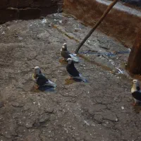 ــ۷ عدد کبوتر  ــ