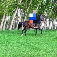 نریان کرد عرب