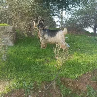 دوبر بیگ تخمی بز