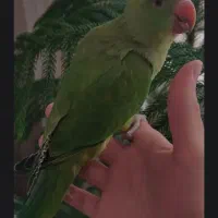 یک عدد ملنگو گم شده به یابنده مژدگانی خواهیم داد