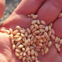 بذر گندم آبی میهنو گندم دیم باران در بیلوار