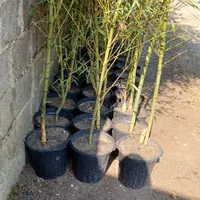 فروش بانبوریشه پور کارکرده سطل ۷و۱۰ دراندازه مخطلف|خدمات باغبانی و درختکاری|رشت, حومه رشت|دیوار