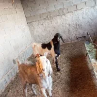 کهره چپش نر ، پازن، بز