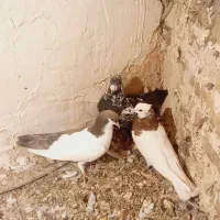 کفتر|پرنده|نیشابور, باغرود|دیوار