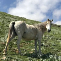 فروش  اسب|اسب و تجهیزات اسبسواری|رامسر, |دیوار