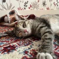 یک بچه گربه ناز و خانگی و بازیگوش (رایگان )|گربه|بیرجند, |دیوار