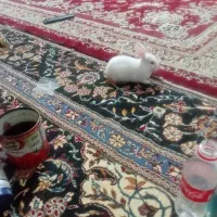 خرگوش فروشی