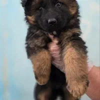 ژرمن شپرد شولاین، ورکلاین، بلک