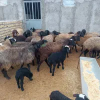 میش بره دار سیاه و شال