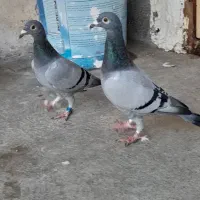 یک جفت سبز مسافتی پلاکی