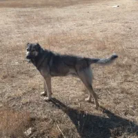 سگ2ساله|سگ|خلخال, |دیوار