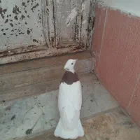 کفتر،کبوتر طوقی|پرنده|صفادشت, |دیوار